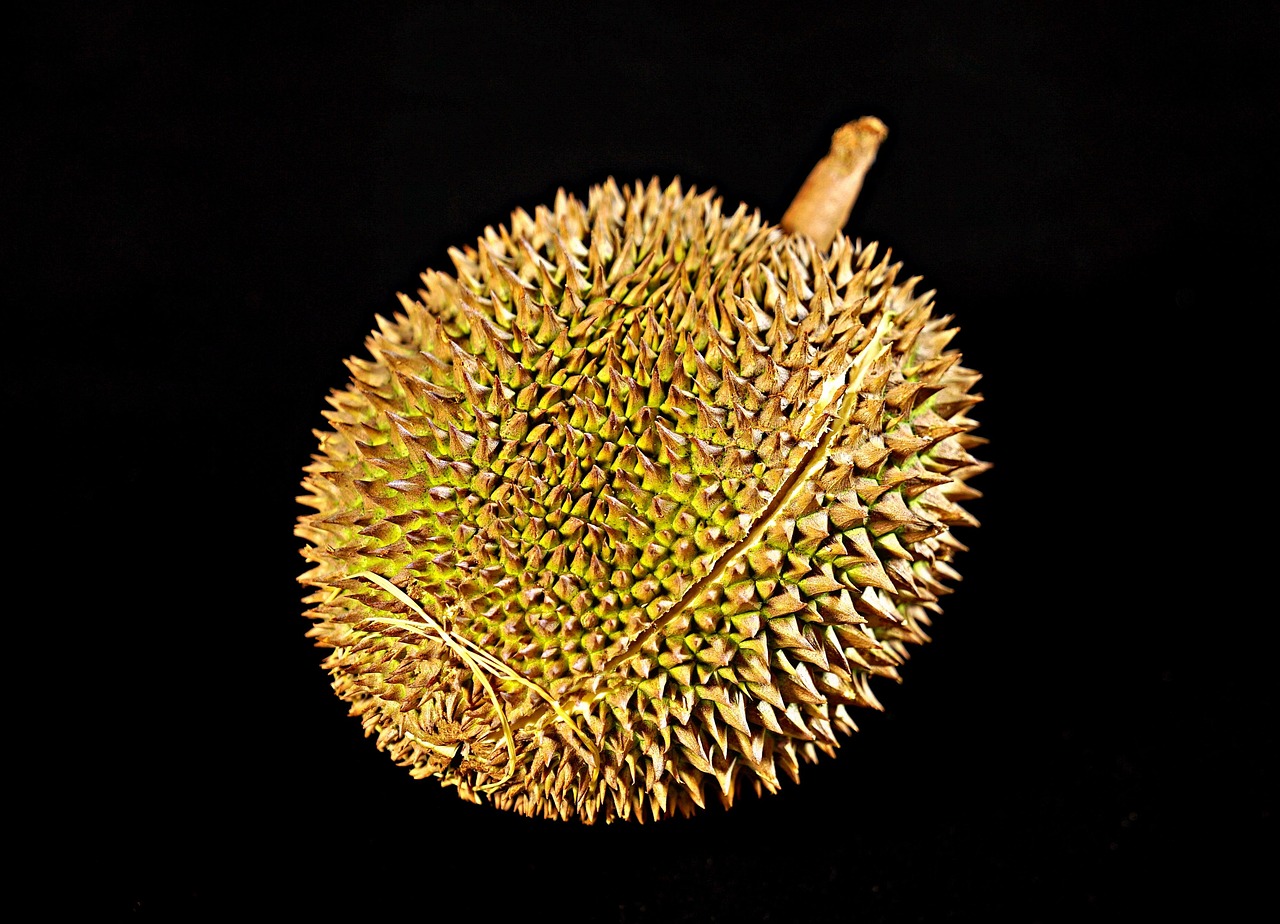 金枕榴莲